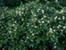 Gray Dogwood (Cornus racemosa)  - FGD1