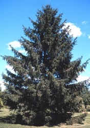 Norway spruce (Picea abies)  Norway Spruce, Spruce