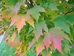 Red Maple (Acer rubrum)  - HRM1A-52X