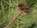 Red Pine (Pinus resinosa) - CRP1A-6MM