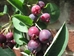 Serviceberry Downy  (Amelanchier canadensis) - FSS1A-WG8