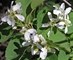Serviceberry Downy  (Amelanchier canadensis) - FSS1A-WG8