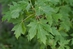 Silver Maple (Acer saccarinum)  - HSVM1a-4RH