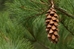 White Pine (Pinus strobus) - CWP1a-F6H