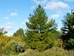 White Pine (Pinus strobus) - CWP1a-F6H