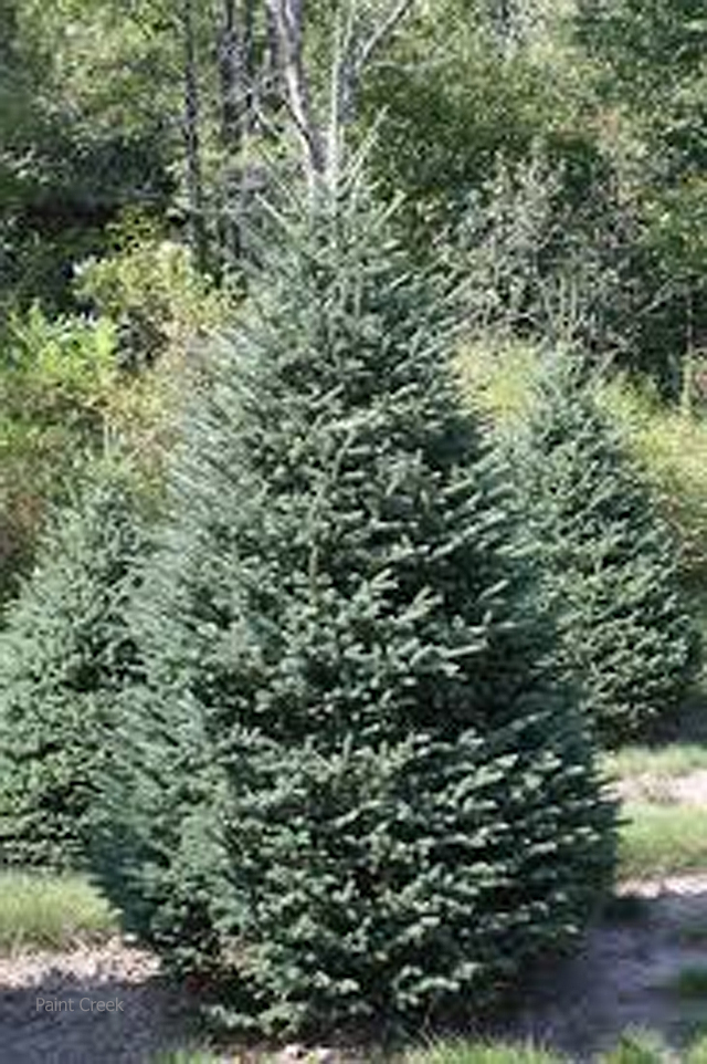 Blackhill Spruce (Picea glauca densata) Blackhill Spruce, Spruce