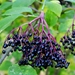 American Elderberry (Sambucus canadensis)  - FAE11-NWS