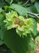 American Hazelnut (Corylus americana)  - FAH1A-BE4