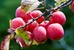 American Plum (Prunus americana)  - FAP1A-8YS