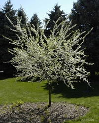 American Plum (Prunus americana)  American Plum, Prunus Americana, plum tree