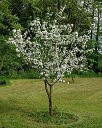 Antanovka Apple (Malus antanovka) Antanovka Apple, malus antanovka,  apple tree