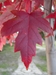 Autumn Blaze Maple (Acer x freemanii x jeffersred) - LSABM13-HGE