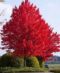 Autumn Blaze Maple (Acer x freemanii x jeffersred) Autumn Blaze Maple, Acer x Freemanii Jeffersred, blaze maple