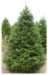 Balsam Fir (Abies balsamea) - CBF1A-H8N