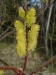 Bebb's Willow (Salix bebbiana) - hwbwa1