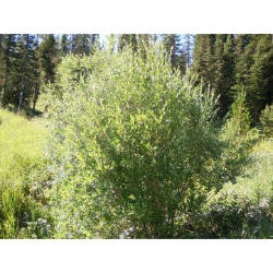 Bebbs Willow (Salix bebbiana) 