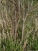 Bebb's Willow (Salix bebbiana) - hwbwa1