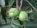 Bitternut Hickory (Carya cordiformis) - FBH1A-A85