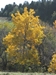 Bitternut Hickory (Carya cordiformis) - FBH1a-VMC