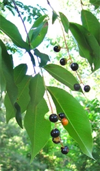 Black Cherry (Prunus serotina) Black Cherry, prunus serotina