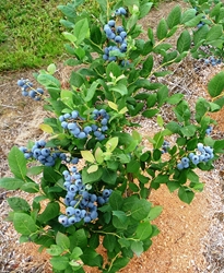 Blueberry (Blue Crop) Blueberry, Blue Crop