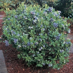 Blueberry (Bonus) Blueberry, Patriot