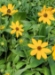 Brown Eyed Susan (Rudbeckia triloba) - OBES1