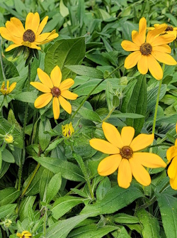 Brown Eyed Susan (Rudbeckia triloba) 