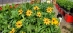 Brown Eyed Susan (Rudbeckia triloba) - OBES1