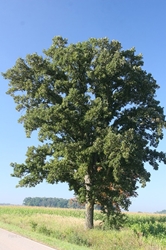 Burr oak (Quercus macrocarpa)  Burr oak, Quercus macrocarpa, oak