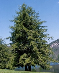 Canadian Hemlock (Tsuga canadensis) 