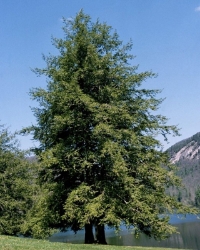 Canadian Hemlock (Tsuga canadensis) 