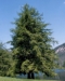 Canadian Hemlock (Tsuga canadensis) - CCH1a-G6T