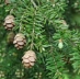 Canadian Hemlock (Tsuga canadensis) - CCH1a-G6T