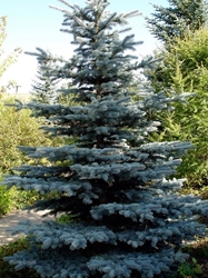 Colorado Blue Spruce (Picea pungens) Colorado Blue Spruce, Blue Spruce