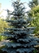 Colorado Blue Spruce (Picea pungens) - CCBS1A-WWP