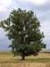 Cottonwood (Poplus deltoides)  - HC1A-Y2G