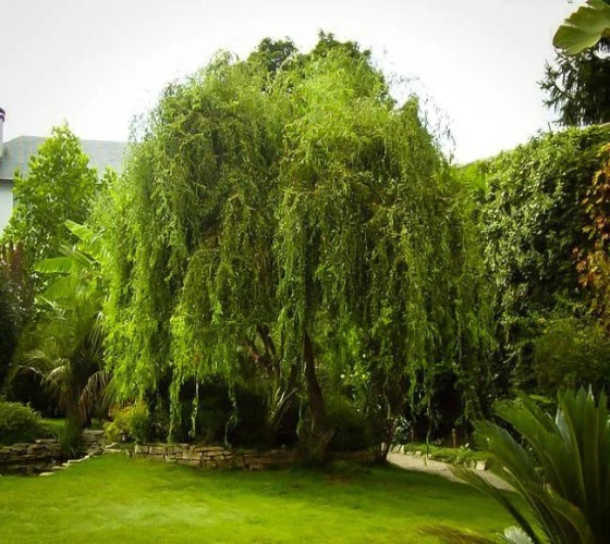 Corkscrew Willow "Golden Curls" (Salix matsudana ‘Tortuosa’ Golden Curls) 