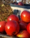Domestic Apple - FDDA1a-KUQ