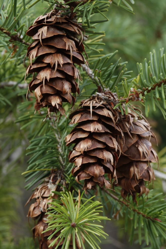 Douglas Fir Scientific Name Pronunciation Douglas Fir Scientific Name Pronunciation