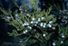 Eastern Red Cedar (Juniperus virginiana) - CERC1