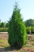 Eastern Red Cedar (Juniperus virginiana) - CERC1