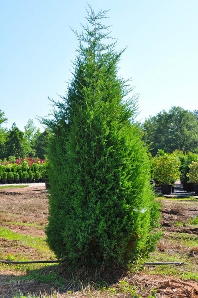 Checker Red Tree Eastern Red Cedar Tree With Pictures And Identification – MWCM