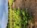 Fraser Fir (Abies fraseri) - CFF1A-YF3