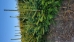 Fraser Fir (Abies fraseri) - CFF1A-YF3