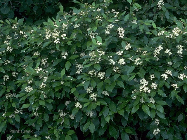Gray Dogwood Tree