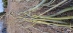 Corkscrew Willow 'Green Curls' (Salix matsudana ‘Tortuosa’ 'green curls') - hwgcwa1