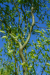 Corkscrew Willow 'Green Curls' (Salix matsudana ‘Tortuosa’ 'green curls') - hwgcwa1