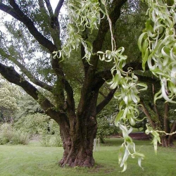 Corkscrew Willow Green Curls (Salix matsudana ‘Tortuosa’ green curls) 