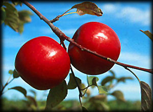 Haralred® (Haralson) Apple  